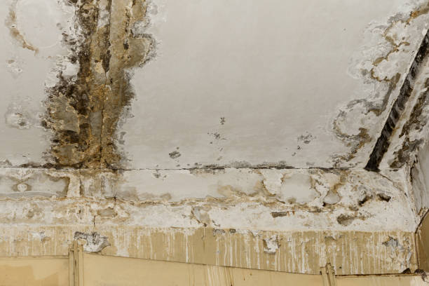 Best Comprehensive Air Testing for Mold Contaminants  in Remsenburg Speonk, NY
