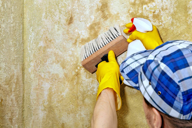 Best Mold Removal for HVAC Installations  in Remsenburg Speonk, NY