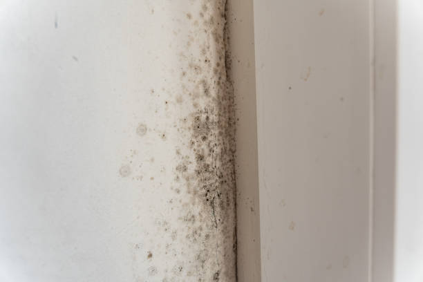 Best Airborne Mold Testing  in Remsenburg Speonk, NY