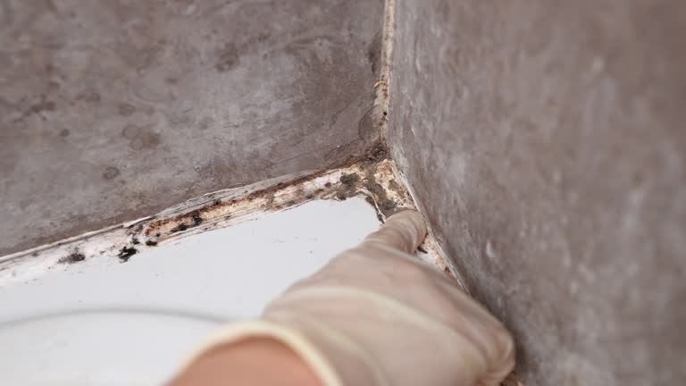 Best Industrial Mold Remediation  in Remsenburg Speonk, NY
